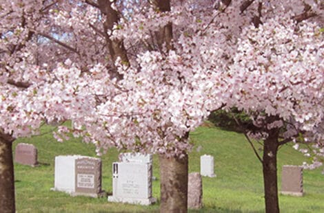 Garden of Remembrance with pink cherry blossom trees