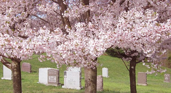 Garden of Remembrance with pink cherry blossom trees