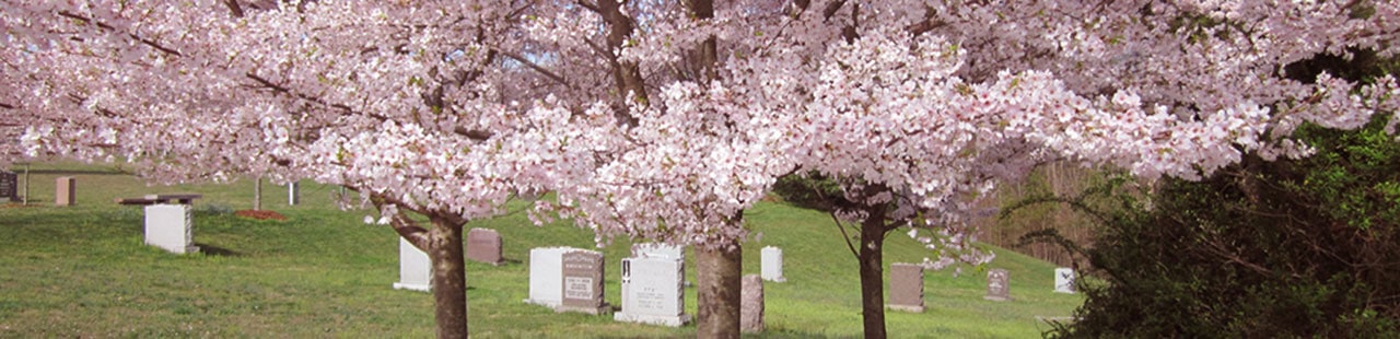 Garden of Remembrance with pink cherry blossom trees