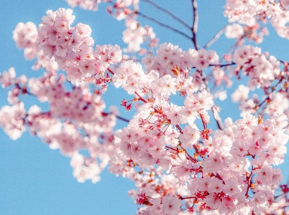 pink cherry blossoms over blue sky