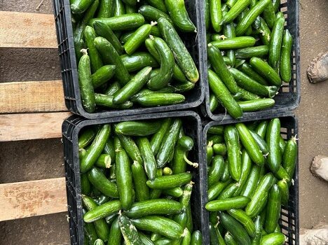 loose bushels of cucumbers