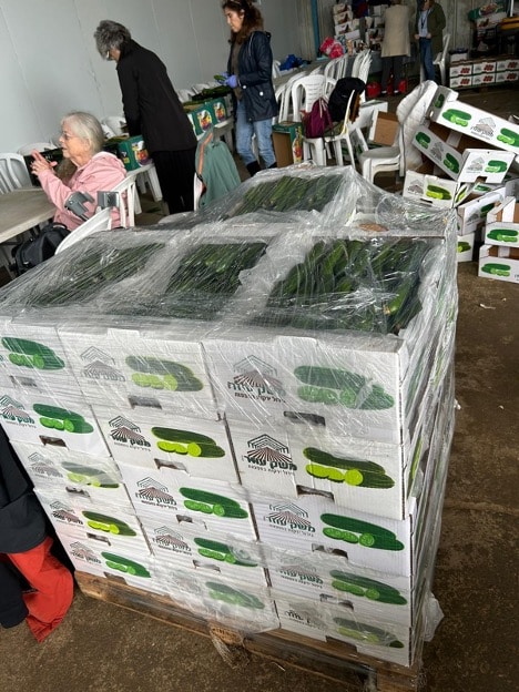 packed, stacked, and wrapped boxes of cucumbers
