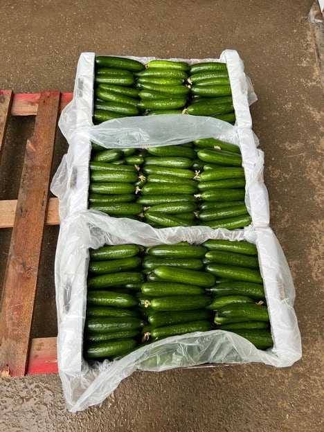 3 boxes of packed cucumbers