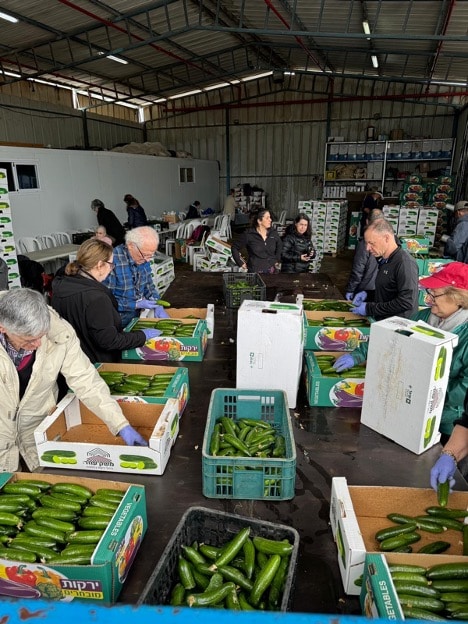 People packing cucumbers into boxes