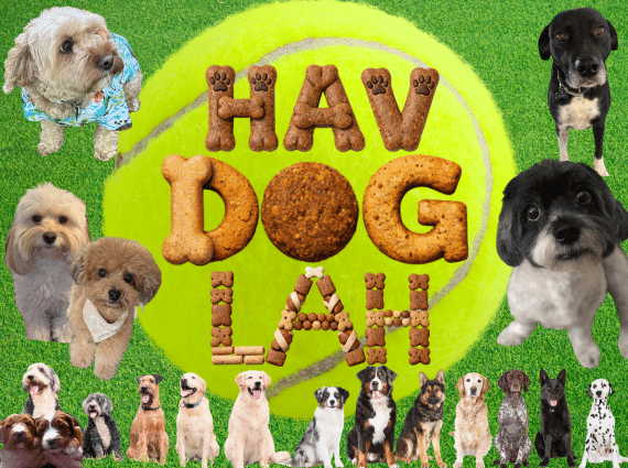 dogs, tennis ball, havdoglah